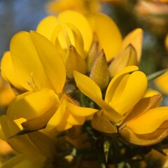 Obraz premium Macro Gorse Flowers