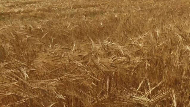 Golden barley. Texture of barley. Backround of golden barley. Harvest time. Agricultural industry.