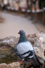 Common pigeon on the rock walls of the Park Guell in Barcelona, Spain