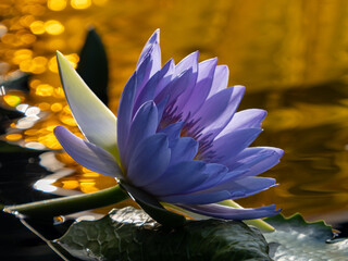purple water lily