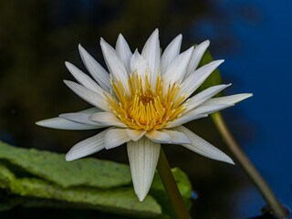white water lily