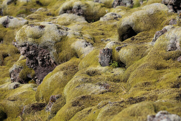 Skafta lava fields, Iceland