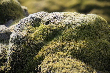 Skafta lava fields, Iceland