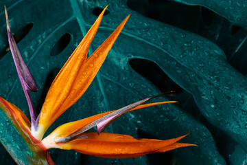 Tropical flower, Closeup of Bird of Paradise or strelitzia reginae bouquet blooming on blue leaf...