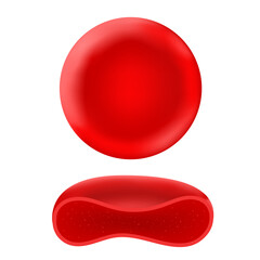 Red blood corpuscles in humans or other animals. 