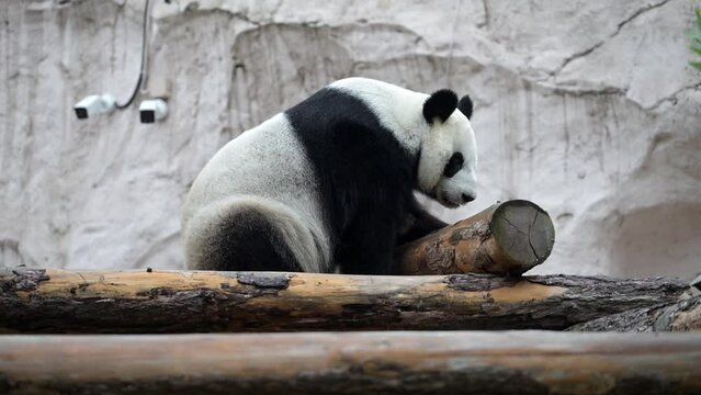 Cute happy funny giant panda eating bamboo. Funny panda bear sitting in an have breakfast. Amazing wild animal morning sun rays. 8k video Shot on high quality Nikon z9 camera