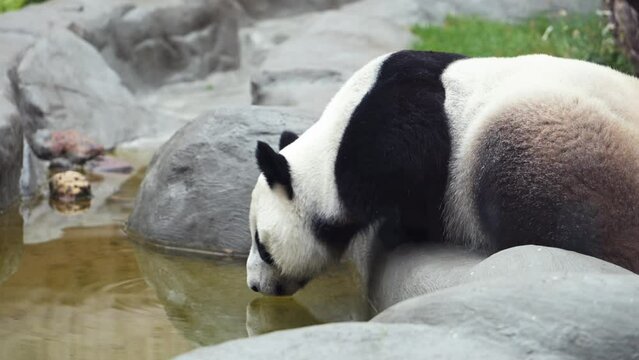 Cute happy funny giant panda eating bamboo. Funny panda bear sitting in an have breakfast. Amazing wild animal morning sun rays. 8k video Shot on high quality Nikon z9 camera