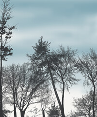 illustration. nature, autumn, trees without leaves,sky