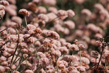 Pink flowering axillaterminal determinate cymose head inflorescences of Eriogonum Cinereum, Polygonaceae, native perennial monoclinous evergreen shrub on the Ventura County Coast, Summer.