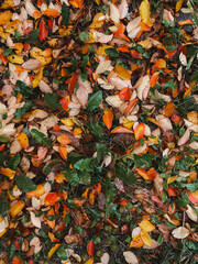 Fallen colorful bright autumn leaves, vertical photo. Perfectly for background design, season, weather. Nature outdoor, red, green and yellow colors, grass