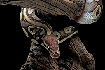 Ball python snake isolated on black background, python regius