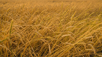 Golden ripe ears of wheat in wheat field
