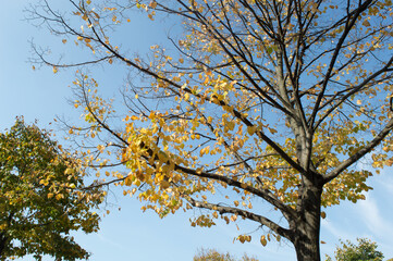 White mulberry tree in autumn with yellow leaves falling, Morus alba, in park in Croatia
