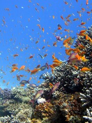 red sea fish and coral reef of the blue hole dive spot in egypt