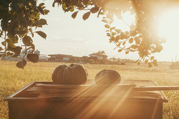 Autumn country side scenic background landscape with big pumpkins agains a sunlight golden sunset...