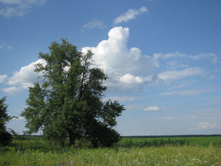 A lonely tree in the middle of a field. White clouds in the blue sky.