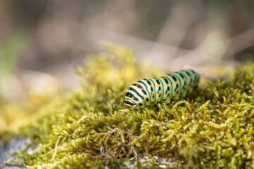 Close-up of Swallowtail Butterfly Caterpillar