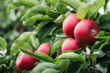 Red apples (Ingrid Marie) on a branch. 