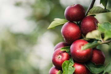 Red apples (Ingrid Marie) on a branch. 
