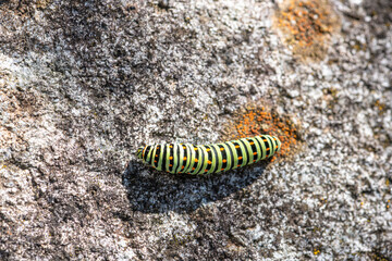 Close-up of Swallowtail Butterfly Caterpillar