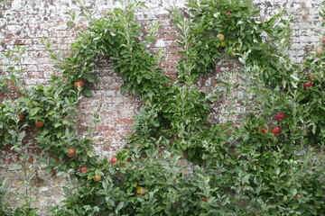 Diamond shaped trellis for apple trees