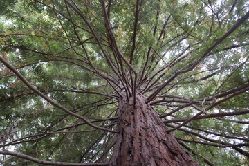 Redwood sequoia tree
