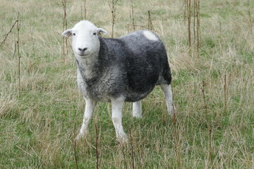 black and white lamb