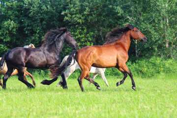 Obraz na płótnie Canvas a herd of beautiful horses runs across the field together