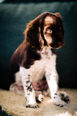 Kleiner Münsterländer puppy. smaller Münsterländer. Perfect hunting dog.