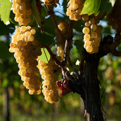 Bunch of grapes in the vineyard in Colio or Goriska Brda