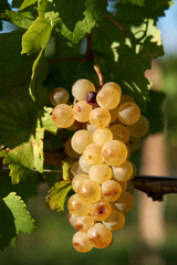Bunch of grapes in the vineyard in Colio or Goriska Brda - obrazy, fototapety, plakaty