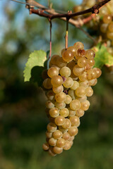 Bunch of grapes in the vineyard in Colio or Goriska Brda