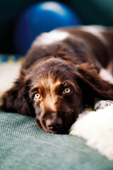 Kleiner Münsterländer puppy. smaller Münsterländer. Perfect hunting dog.