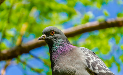 a pigeon is sitting on a tree against the sky.