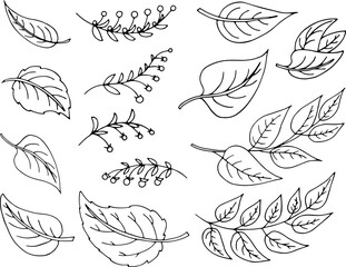 leaves and berries linear image for coloring