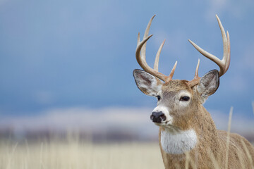 Fototapeta premium Close up headshot portrait of a Whitetail Deer buck with a natural background