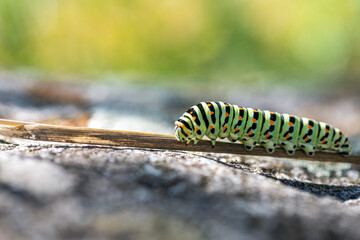 Close-up of Swallowtail Butterfly Caterpillar