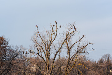 Bald Eagles In A Tree At The Environmental Center In Kaukauna, Wisconsin