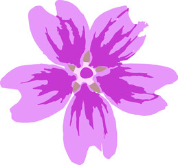 flower Malva sylvestris botanical, illustration