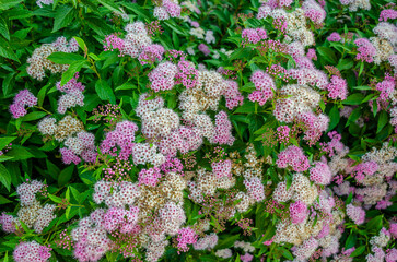 Japanese spirea flowers of different colors in the garden.