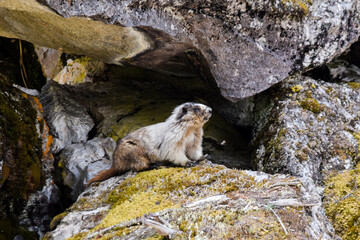 marmot in the mountains
