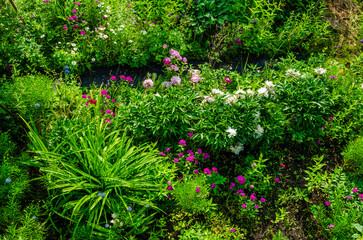 Flowers and green plants on the lawn in summer.