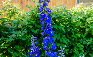 Obraz premium Blue bluebells on a green stem in the garden.