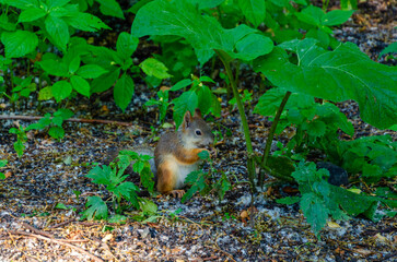 A squirrel on the ground among the grass.