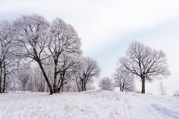 Frost-covered trees against a background of low clouds and fog