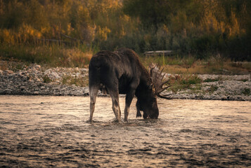 Bull moose drinks from the Gros Ventre River as it crosses on a chilly autumn morning in Jackson,...