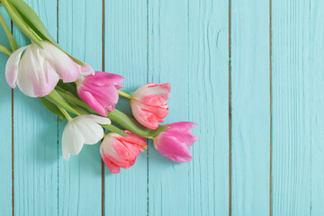 pink and white  tulips on blue wooden background