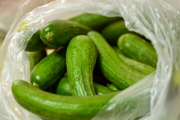 Shopping for vegetables, a bag of cucumbers
