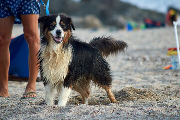 Cane in spiaggia