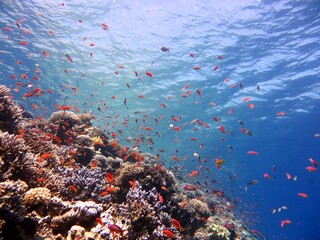 Fototapeta na wymiar red sea fish and coral reef of the blue hole dive spot in egypt